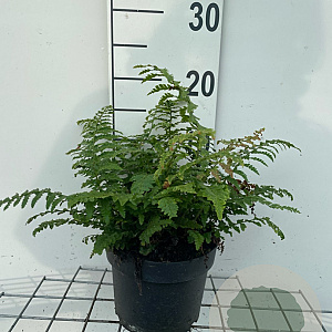 Polystichum set. 'Dahlem' GM 2,0L