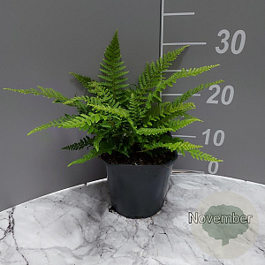 Polystichum set. 'Dahlem' GM 2,0L