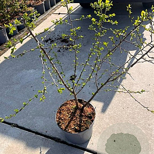 Prunus spinosa 60-80 cm 5,0L