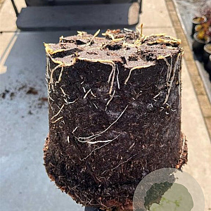 Prunus spinosa 60-80 cm 5,0L