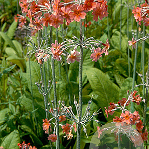 Primula bulleyana GM P9