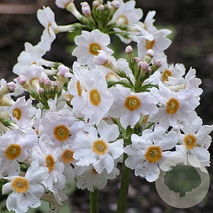 Primula japonica 'Alba' GM P9