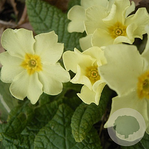 Primula vulgaris GM P9