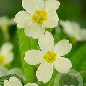 Primula vulgaris GM P9