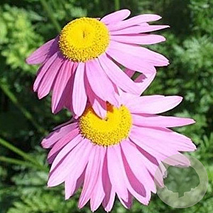 Tanacetum (C) 'Eileen May Robinson' GM P9