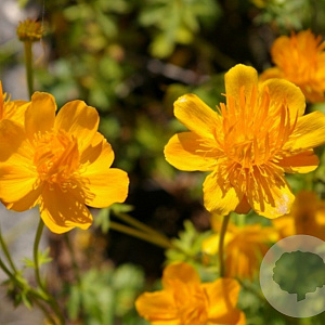Trollius 'Frühlingsbote' GM P9