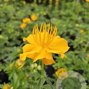 Trollius 'Orange Triumph' GM P9