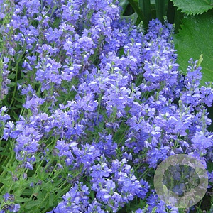 Veronica austr. 'Kapitän' GM P9