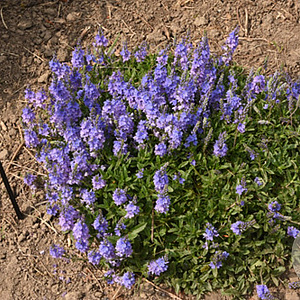 Veronica austr. 'Lapis Lazuli' GM P9