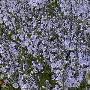 Veronica gent. 'Maihimmel' GM P9