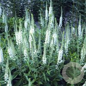 Veronica spic. 'Alba' GM P9