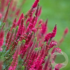 Veronica spic. 'Rotfuchs' GM P9