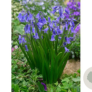 Hyacinthoides non-scripta GM P9