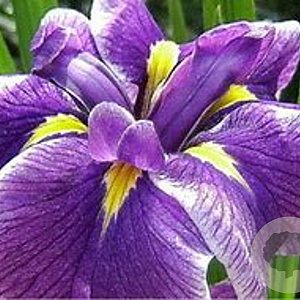 Iris e. 'Crystal Halo' GM P9