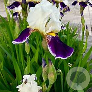 Iris (G) 'Folkwang' GM P9