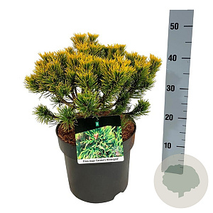Pinus mugo 'Carsten's Wintergold' 25-30 cm 7,5L