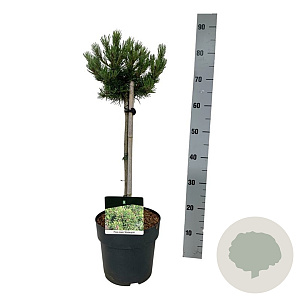 Pinus mugo 'Klosters Grun' 40 cm stam 5,0L