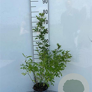 Rosa multiflora 60-80 cm 2,0L