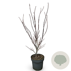 Acer pal. 'Atropurpureum' 100-125 cm 12L