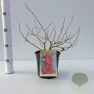 Chaenomeles j. 'Sargentii' 25-30 cm 2,5L