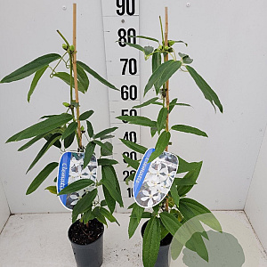 Clematis armandii 80-100 cm 2,5L