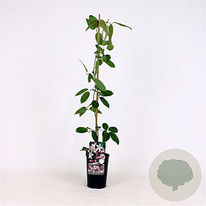 Clematis arm. 'Apple Blossom' 80-100 cm 2,5L