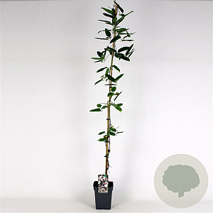 Clematis arm. 'Apple Blossom' 150-175 cm 5,0L