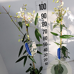 Clematis arm. 'Snowdrift' 80-100 cm 2,5L