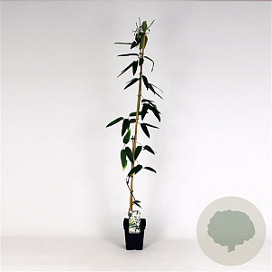 Clematis arm. 'Snowdrift' 150-175 cm 5,0L