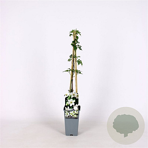 Clematis 'Joe' 70 cm 2,0L