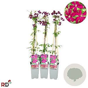 Clematis 'Madame Julia Correvon' 70 cm 2,0L