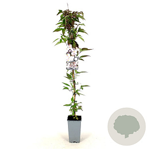 Clematis mont. rubens 80-100 cm 2,5L