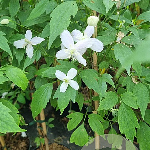 Clematis mont. rubens 150-175 cm 5,0L