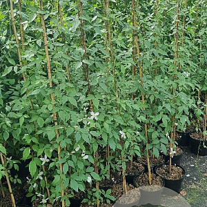 Clematis mont. rubens 150-175 cm 5,0L