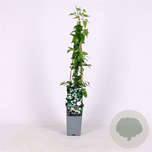 Clematis vitalba 70 cm 2,0L