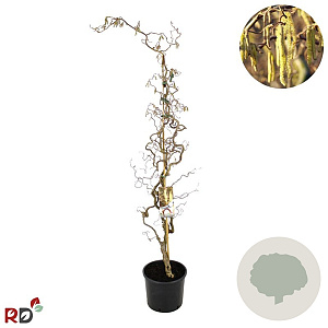Corylus a. 'Contorta' 100-125 cm 12L