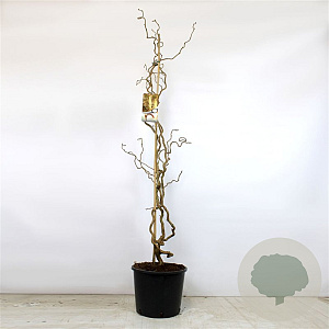 Corylus a. 'Contorta' 150-175 cm 12L