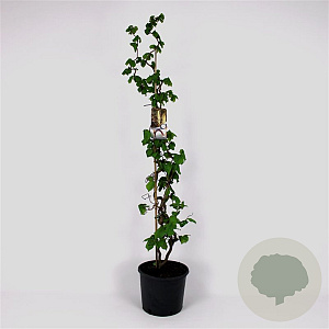 Corylus a. 'Contorta' 150-175 cm 12L