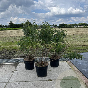 Rosa pimpinellifolia 40-60 cm 7,5L