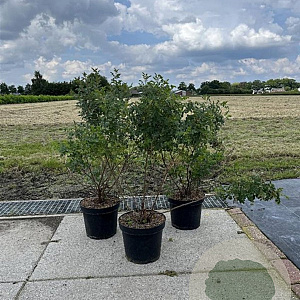Rosa pimpinellifolia 40-60 cm 7,5L