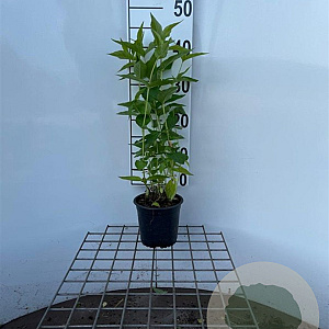 Diervilla sessilif. 'Butterfly' 40-50 cm C1.3