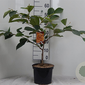 Hamamelis int. 'Aphrodite' 60-80 cm 5,0L