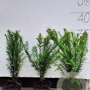 Taxus baccata 20-30 cm P9