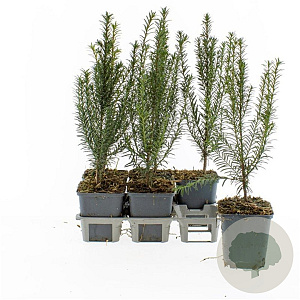 Taxus baccata 20-30 cm P9