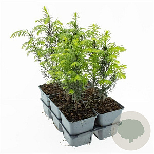 Taxus baccata 20-30 cm P9