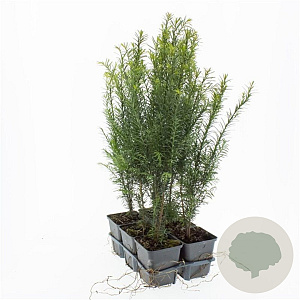Taxus baccata 20-30 cm P9
