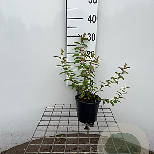 Hypericum 'Hidcote' 30-40 cm C1.3