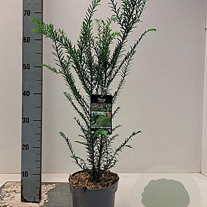 Taxus baccata 40-60 cm 2,0L