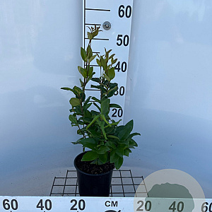 Ligustrum j. 'Texanum' 30-40 cm 2,5L