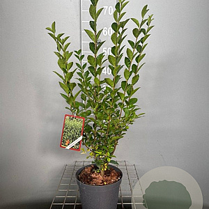 Ligustrum ovalifolium 60-80 cm 3,0L